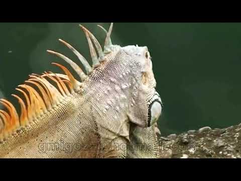 IviaggidiGian&Mery - Crociera Caraibi  2018 - MARTINICA - Fort-de-France  - Le  JARDIN DE BALATA -