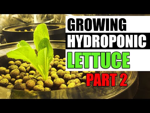 Why Raised Garden Beds Are Better