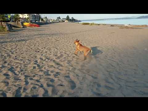 Alki the Rescued Fila Brasileiro Enjoys Her First Beach Day! 🐶🏖️