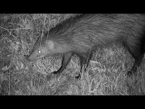 Djuma: White-tailed Mongoose hunting - 02:35 - 10/25/2022