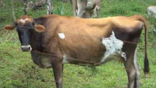 Remember - Jimi Hendrix  (cover)