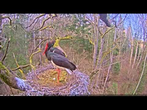 2016 04 12 19h10h20s melnais starkis a animals run from the left to the rigth under the nest