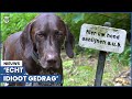 Aanlijnplicht voor honden door stikstof: 'Ze nemen alles af!'