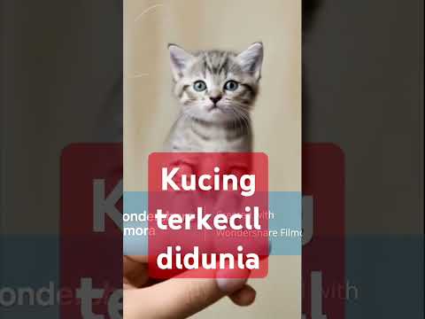 smallest cat in the world #shots #viralvideo #subscribe #cat