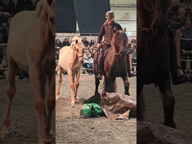 Veulen (ml) PRE Puur Ras Spaans Te koop 2025 Palomino ,  ADAGIO CALLER