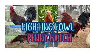 Gamefowl History: Legacy of Penny Hatch