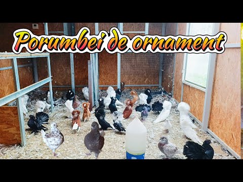 Porumbei de ornament - diferite rase • In vizită la un crescător de porumbei 