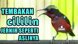 Download lagu TEMBAKAN CILILIN JERNIH COCOK UNTUK PANCINGAN DAN MASTERING KOLIBRI NINJA KONIN GACOR FULL ISIAN mp3 Download lagu TEMBAKAN CILILIN JERNIH COCOK UNTUK PANCINGAN DAN MASTERING KOLIBRI NINJA KONIN GACOR FULL ISIAN mp3