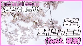 [랜선 꽃놀이] 홍성, 오서산 가는길 (feat. 벚꽃) 이미지