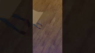 (=^・・^=)🦈北小路ヒスイ #short #varkshorts #にじさんじ