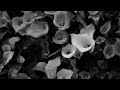 Intro,Mr Cheeks -That New York Shit