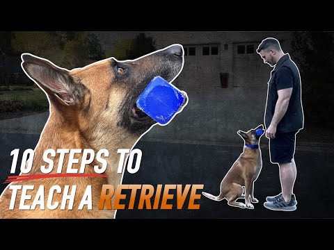 Get the Perfect Retrieve Every Time: 10 Expert Tips for Training Your Dog