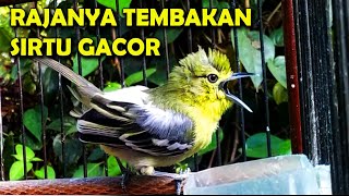 Download lagu MASTERAN SIRTU FULL TEMBAKAN JEDA mp3