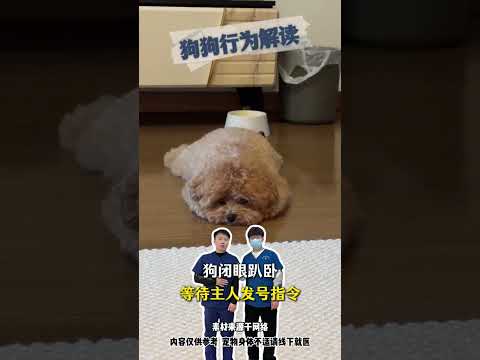 Unlock the Secrets of Dog Behavior: Your Ultimate Guide to Pet Care