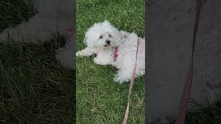 A sweet memory of my baby GiGi. #maltesedog #dogvideo #doglife