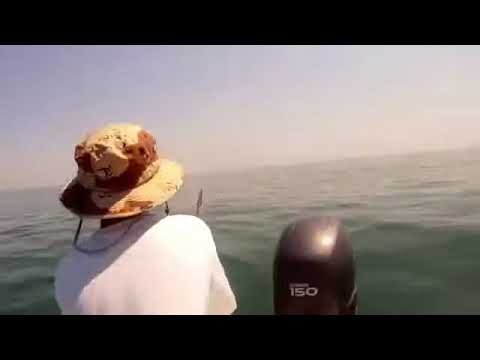 Shark Fishing in New Smyrna Beach, Florida — Full Charter Trip