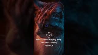 Download lagu Story wa kucing keren mp3