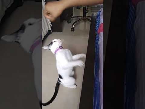 Kitten fighting with owner...