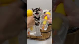 Download lagu 【Sleep ASMR】Full-Body Cleaning Spa for Manyu & Bai, Immersive Relaxation! mp3 Download lagu 【Sleep ASMR】Full-Body Cleaning Spa for Manyu & Bai, Immersive Relaxation! mp3
