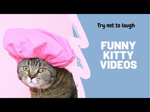Funny kitty videos
