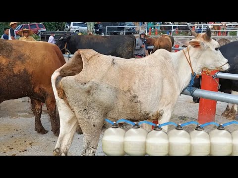 Amazing Modern Automatic Cow Farming Technology - Incredible Automatic Feeding and Milking Machines