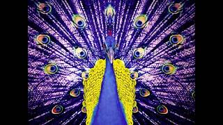 Blond:ish - Shy Grass