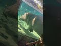 Hippopotamus Hippo Fieldtrip BuschGardens Eww Surprise Dump Poop Pooping Fish Fishfood