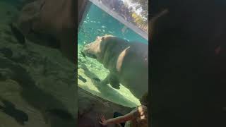 #hippopotamus #Hippo #fieldtrip #BuschGardens #Eww #surprise #dump #poop #pooping #Fish #fishfood