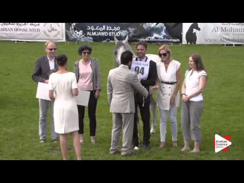 3rd Place N.94 PSYCHE KERET - Chantilly 2015 ABCE - Stallions Championship (Class 16)