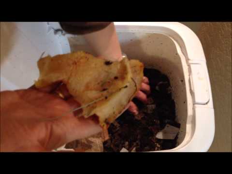 Feeding Pumpkin to Red Wiggler Composting Worms In My Flow Through Bin