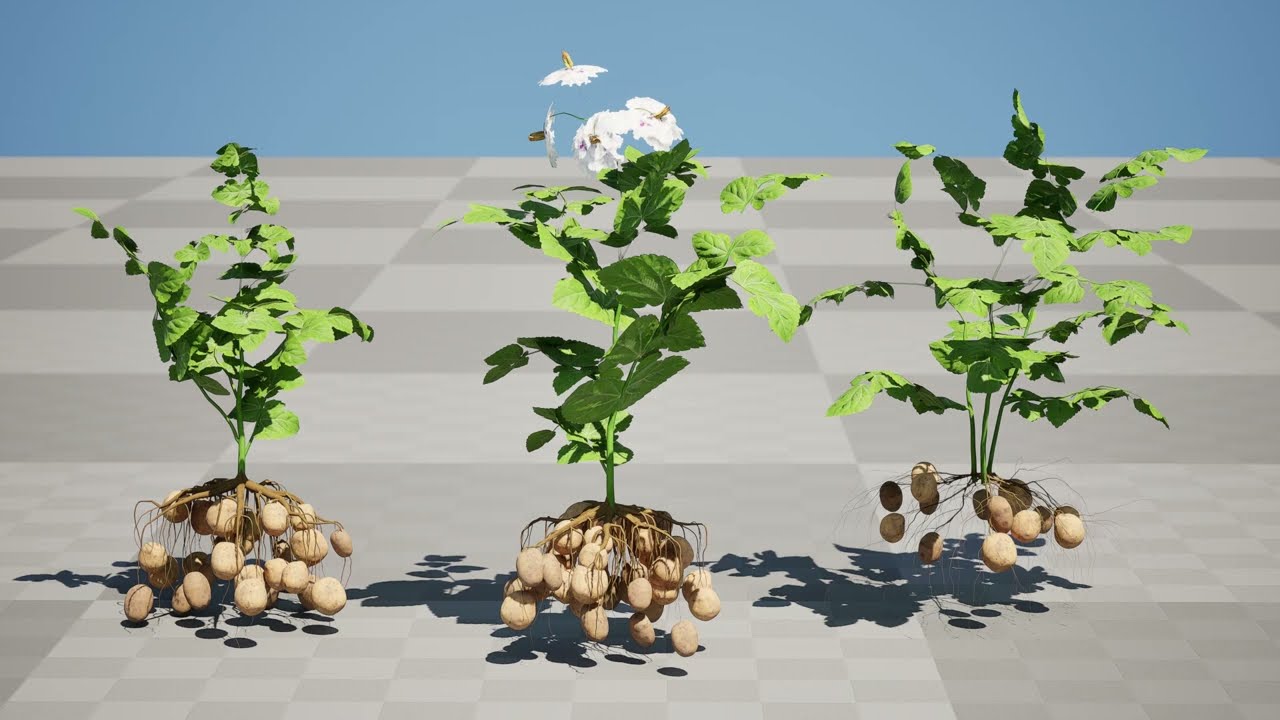 Potato Plant 3D Model