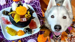 Spooky DIY Gummy Halloween Dog Treats 🎃 DIY Halloween Dog Treats