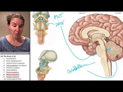 Brain 8- Metencephalon