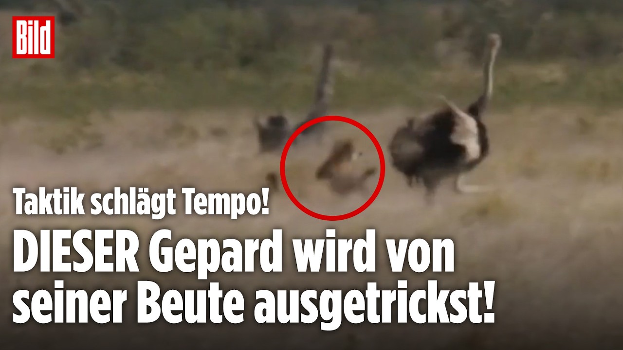 TAKTIK SCHLÄGT TEMPO: Dieser Strauß trickst den Geparden aus!