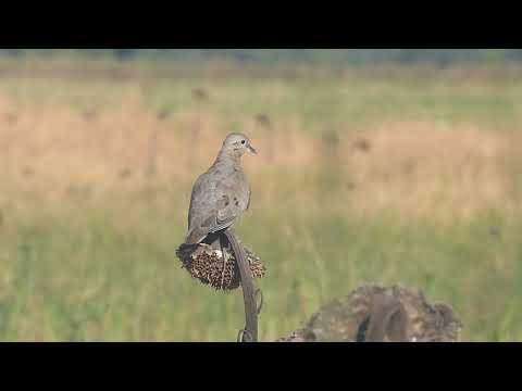 Eared Dove, Zenaida auriculata chrysauchenia, Avia Terai, Chaco, Argentina, 8 Febr 2026 (*3*)