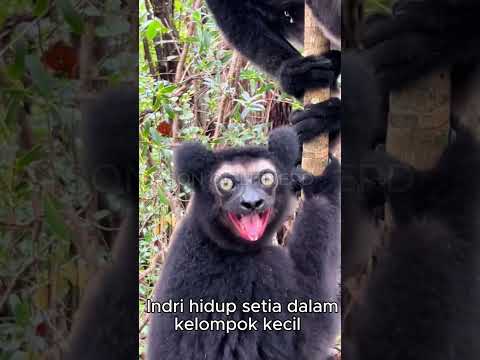 FAKTA UNIK INDRI -  LEMUR BERSUARAKAN NYANYIAN HUTAN #faktaunik #indri #lemur #madagascar #SOL