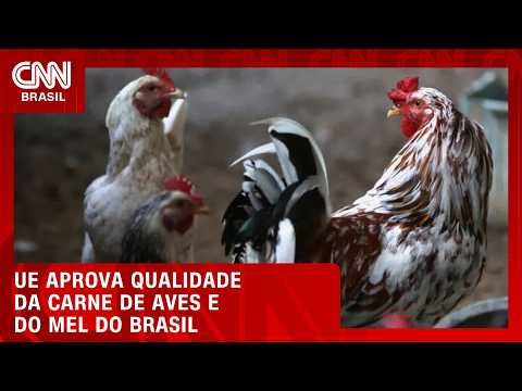 União Europeia aprova qualidade da carne de aves e do mel do Brasil | CNN AGRO NEWS