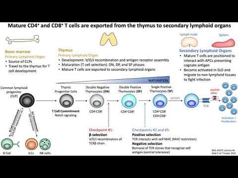 Lecture 4b: T Cell Development