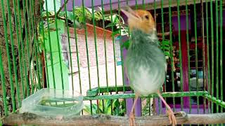 Download lagu Anti zonk ‼️Suara pikat prenjak merah jantan gacor ngalas bikin prenjak lain auto emosi bunyi mp3 Download lagu Anti zonk ‼️Suara pikat prenjak merah jantan gacor ngalas bikin prenjak lain auto emosi bunyi mp3