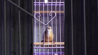 Download lagu RAJANYA MASTERAN PELANDUK SEMAK FULL TEMBAKAN 😍 #kicaumania #kicaumanianusantara #masteranburung mp3