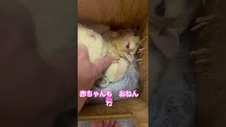 脱嚢したばかりの赤ちゃん #cat #cute #design #sugarglider #フクモモベビー #札幌市 #北海道 #小動物