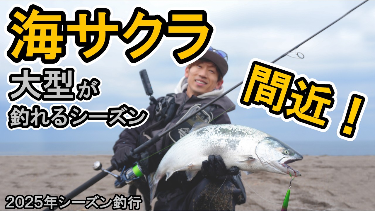 大型の海サクラが釣れるシーズン到来