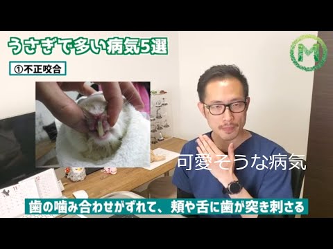 , title : '【うさぎ】獣医師が教える多い病気５選'