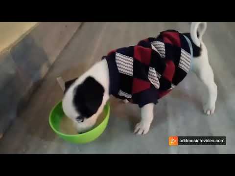 COOKIES MORNING MEAL....💝💖#DOG #shorts