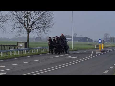 Stal Okkema's  Ewout, Doede, Falke & Doeke - stallions - 2017