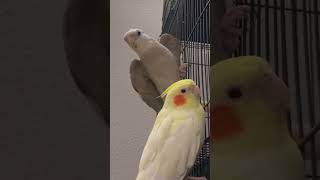 Download lagu Cockatiel Wolf Whistle mp3 Download lagu Cockatiel Wolf Whistle mp3