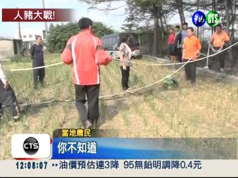 母豬撒野攻擊瓜農 "灌醉"智擒!