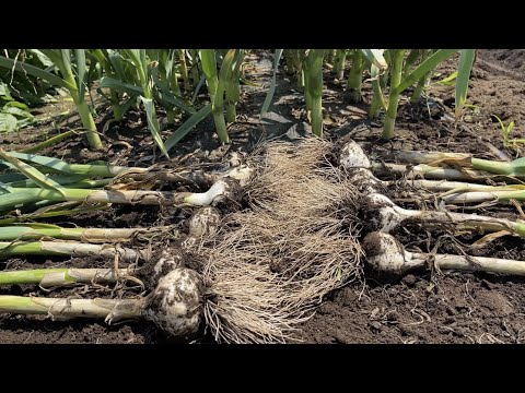 ニンニクの収穫:ここに注意してください 植物