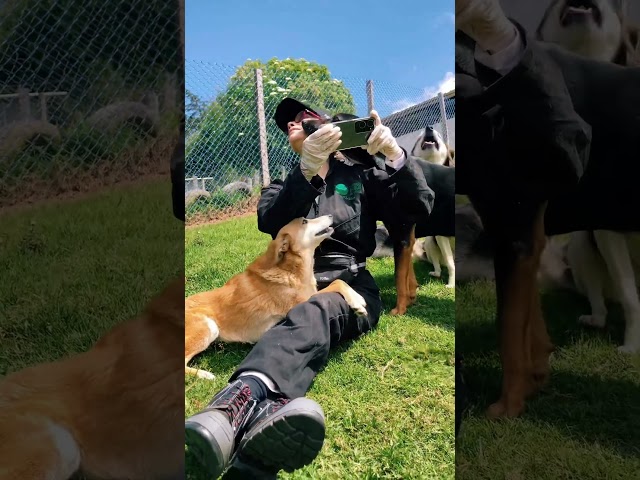 Vídeo relacionado con Adopta un perro Demodog Rescue Adopción de mascotas, retro, vintage Camiseta