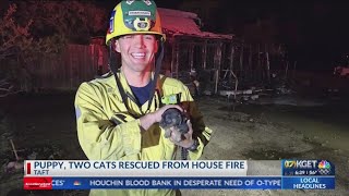 Puppy and two cats rescued from house fire in Taft